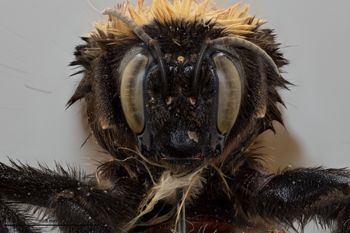 Media type: image;   Entomology 803572 Aspect: head frontal view